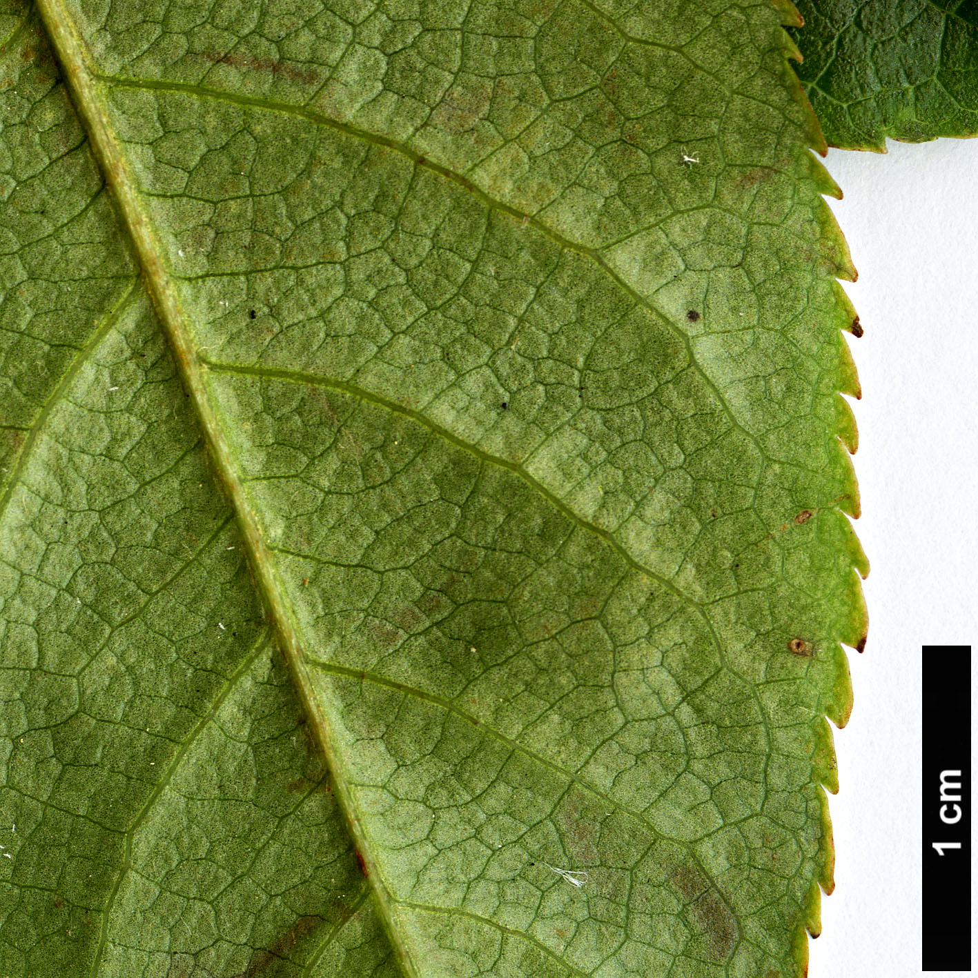 High resolution image: Family: Rosaceae - Genus: Sorbus - Taxon: verticillata